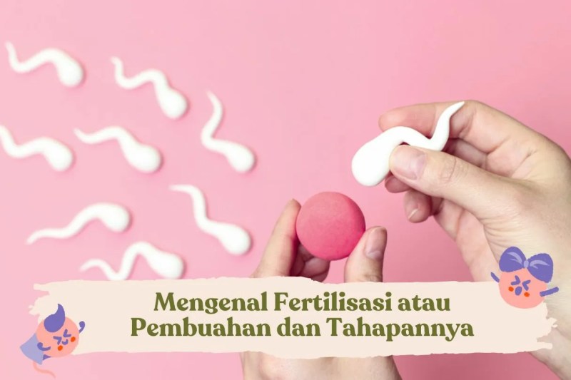 Pembuahan Sel Telur Oleh Sperma Terjadi Di Dalam